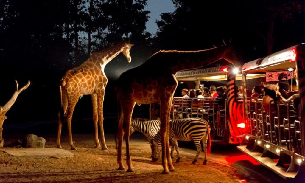 night-safari-3-1024x614.jpg