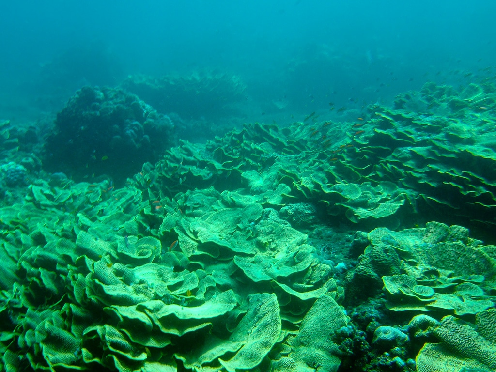 Amed-snorkeling