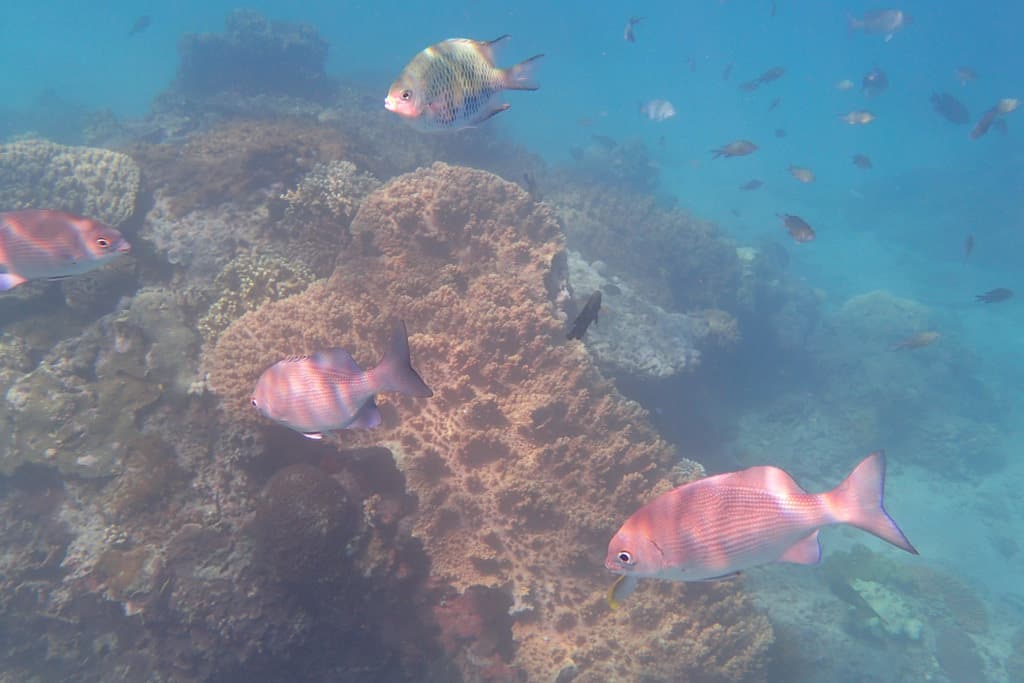 Diving-in-Padang-Bai