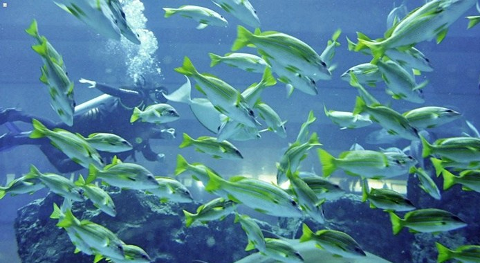 dubai-aquarium-dubai-mall-shark-dive.jpg