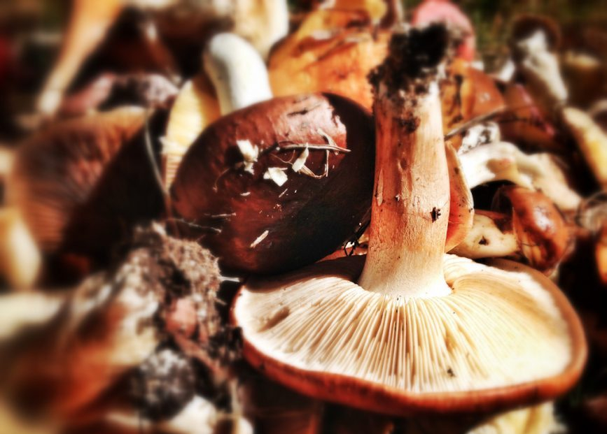 mushroom-hunters-12.jpg